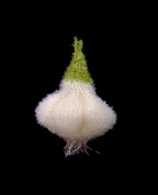 Garlic Scrub